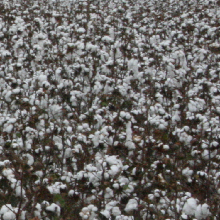 USDA taking nominations for Cotton Board seats